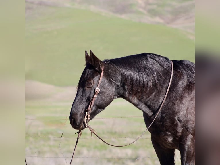 American Quarter Horse Gelding 14 years 15.1 hh Roan-Blue in Paicines CA