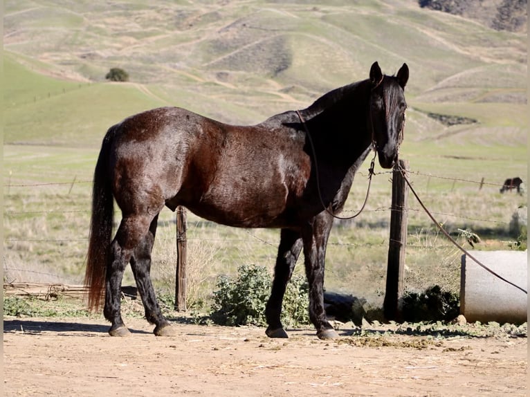 American Quarter Horse Gelding 14 years 15.1 hh Roan-Blue in Paicines CA