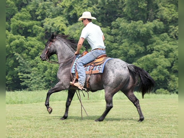 American Quarter Horse Gelding 14 years 15,1 hh Roan-Blue in sOMERSET ky
