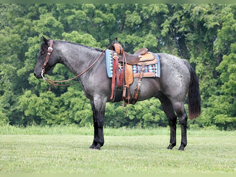 American Quarter Horse Gelding 14 years 15,1 hh Roan-Blue in sOMERSET ky