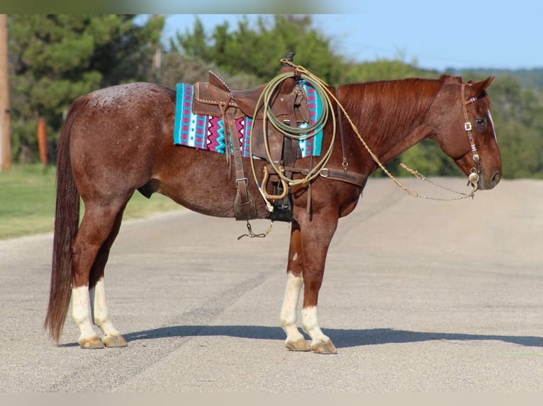 American Quarter Horse Gelding 14 years 15.1 hh Roan-Red in Stephenville TX