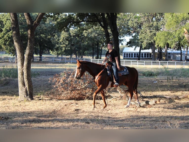 American Quarter Horse Gelding 14 years 15,1 hh Sorrel in Pilot Point, TX