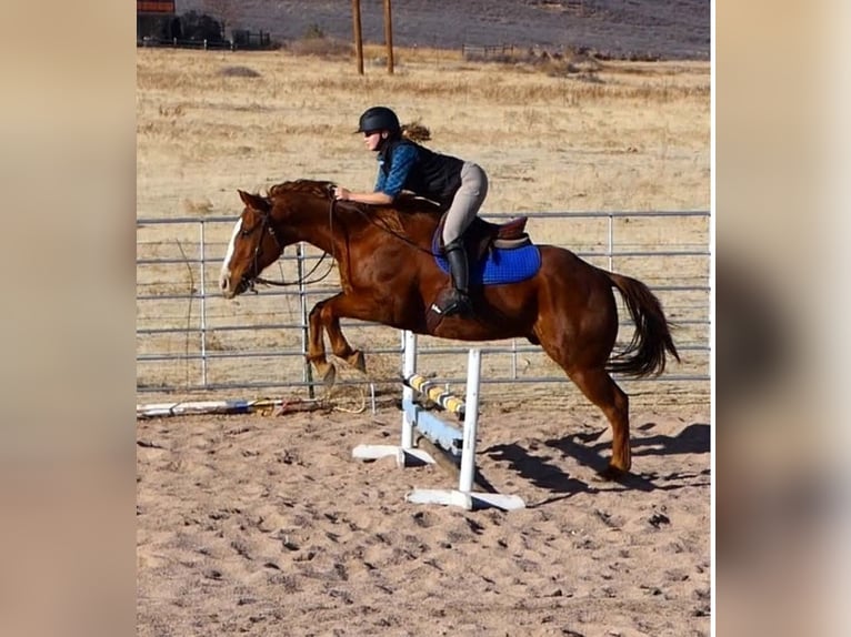 American Quarter Horse Gelding 14 years 15,1 hh Sorrel in Laporte, CO