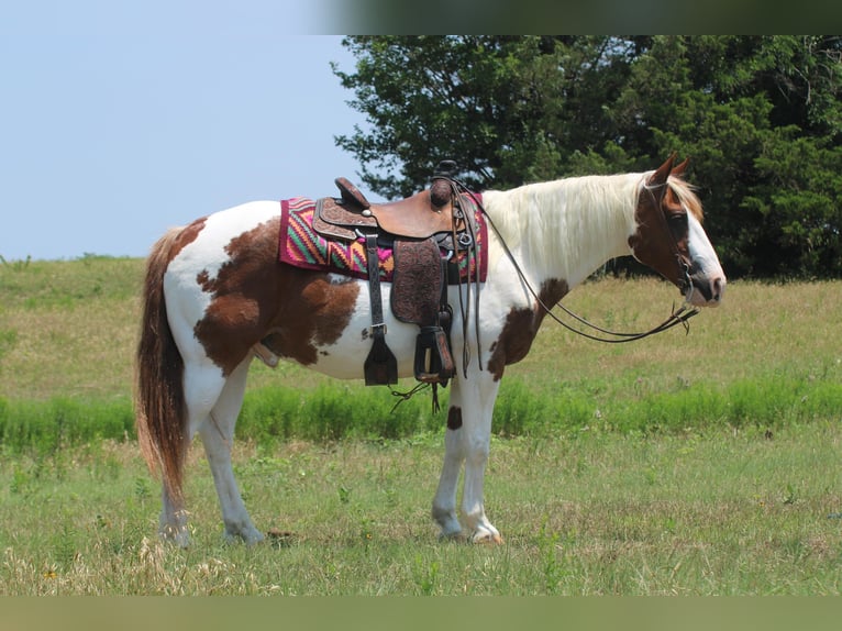 American Quarter Horse Gelding 14 years 15,1 hh Tobiano-all-colors in Madill OK