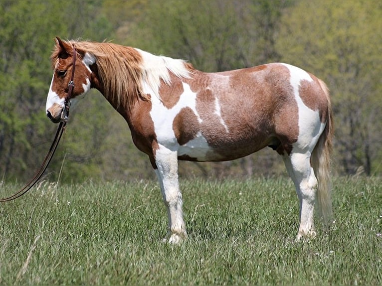 American Quarter Horse Gelding 14 years 15,1 hh Tobiano-all-colors in Somerset KY