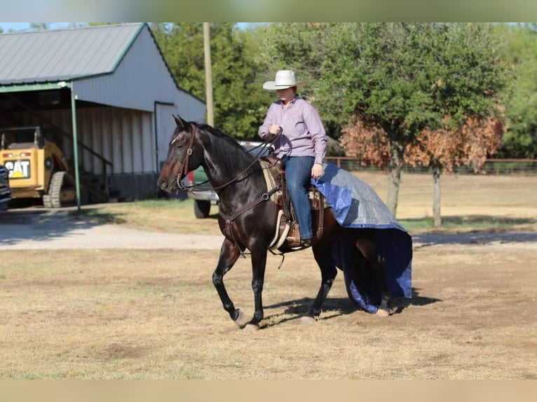 American Quarter Horse Gelding 14 years 15,2 hh Bay in Stephenville, TX