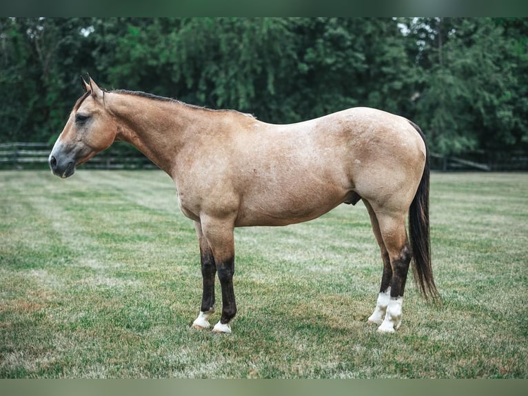 American Quarter Horse Mix Gelding 14 years 15,2 hh Buckskin in Allentown, NJ