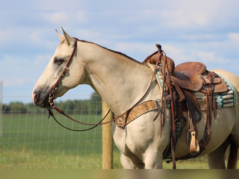 American Quarter Horse Gelding 14 years 15,2 hh Buckskin in Sonora KY