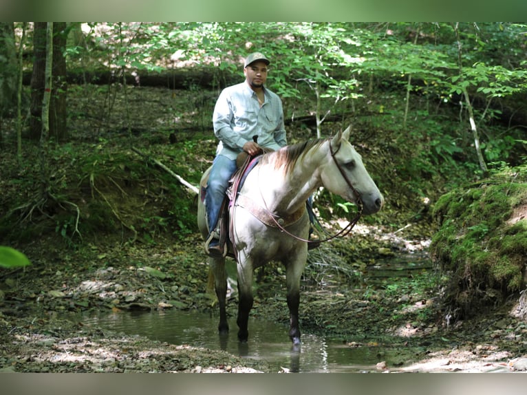 American Quarter Horse Gelding 14 years 15,2 hh Buckskin in Sonora KY