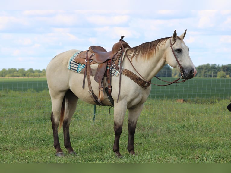 American Quarter Horse Gelding 14 years 15,2 hh Buckskin in Sonora KY