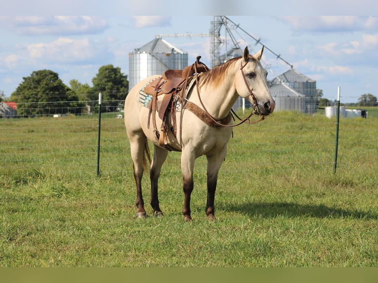 American Quarter Horse Gelding 14 years 15,2 hh Buckskin in Sonora KY