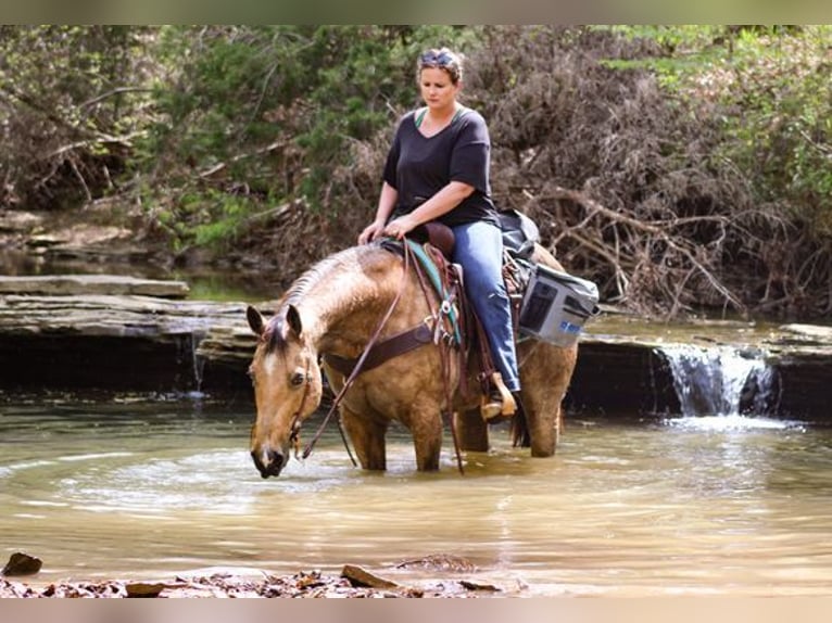 American Quarter Horse Gelding 14 years 15,2 hh Buckskin in Greenville KY