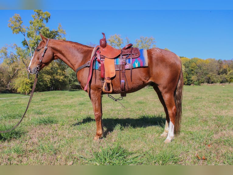 American Quarter Horse Gelding 14 years 15,2 hh Chestnut in Flemingsburg, Ky