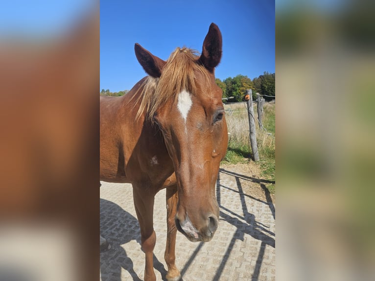 American Quarter Horse Gelding 14 years 15.2 hh Chestnut-Red in Oberhaching