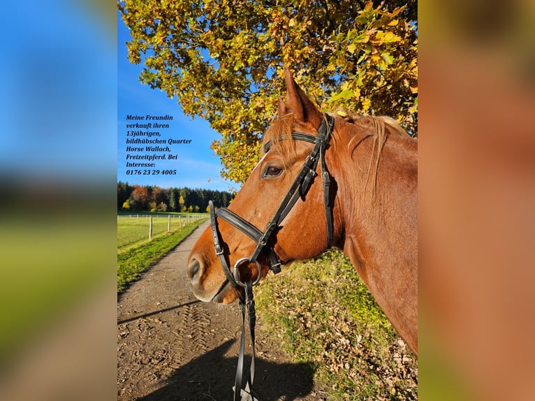 American Quarter Horse Gelding 14 years 15.2 hh Chestnut-Red in Oberhaching