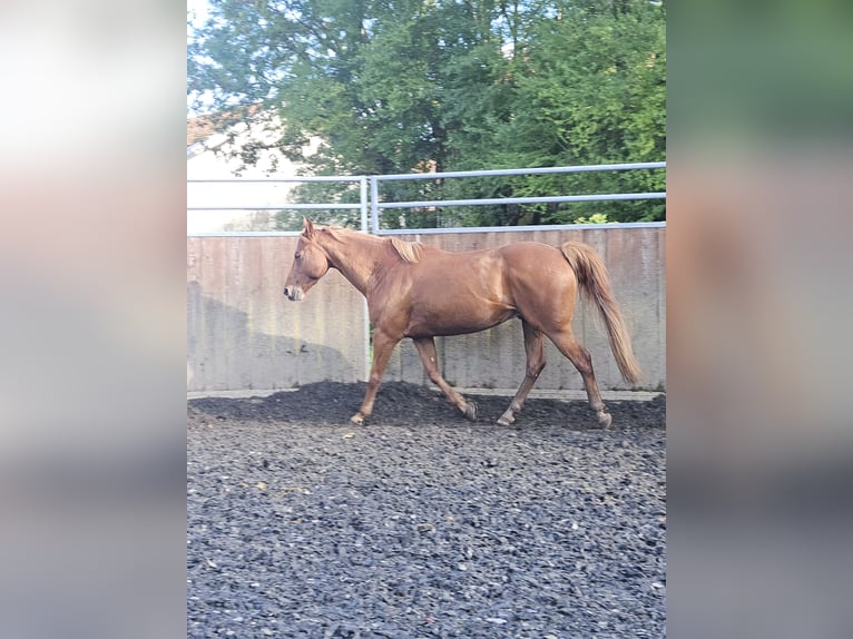 American Quarter Horse Gelding 14 years 15.2 hh Chestnut-Red in Oberhaching