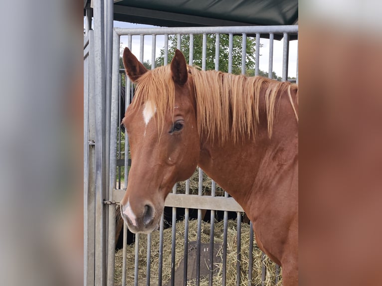 American Quarter Horse Gelding 14 years 15.2 hh Chestnut-Red in Oberhaching