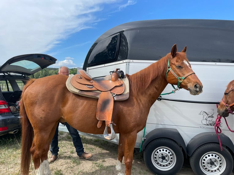 American Quarter Horse Gelding 14 years 15,2 hh Chestnut-Red in Teltow