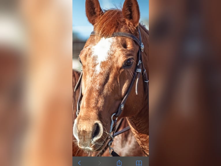 American Quarter Horse Gelding 14 years 15,2 hh Chestnut-Red in Teltow