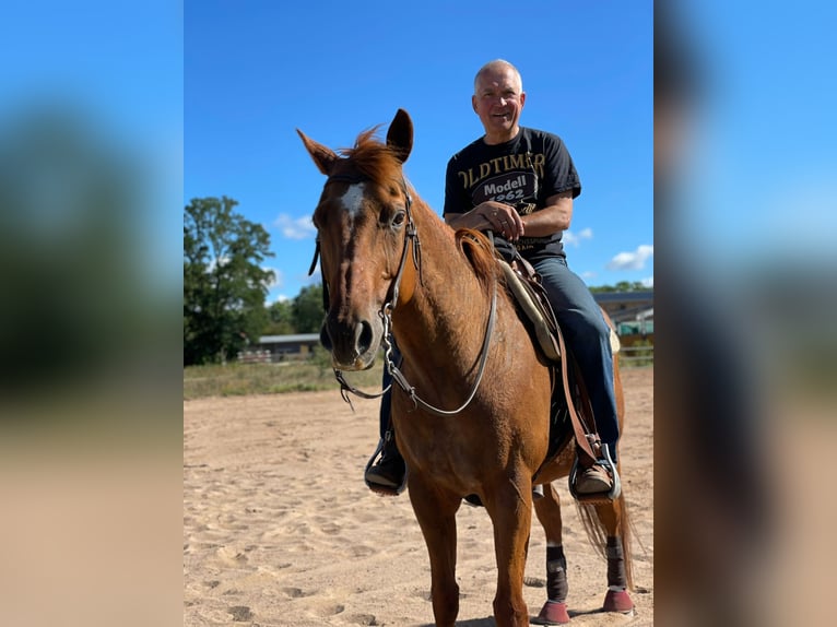 American Quarter Horse Gelding 14 years 15,2 hh Chestnut-Red in Teltow