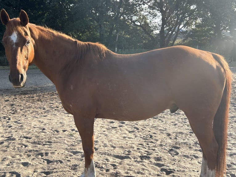 American Quarter Horse Gelding 14 years 15,2 hh Chestnut-Red in Teltow