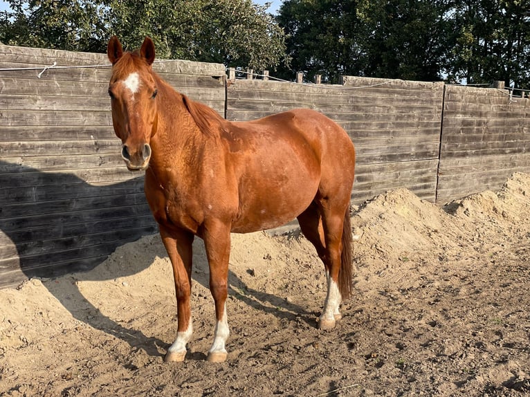 American Quarter Horse Gelding 14 years 15,2 hh Chestnut-Red in Teltow