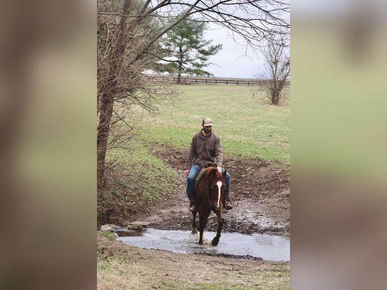 American Quarter Horse Gelding 14 years 15,2 hh Chestnut in Brooksville KY