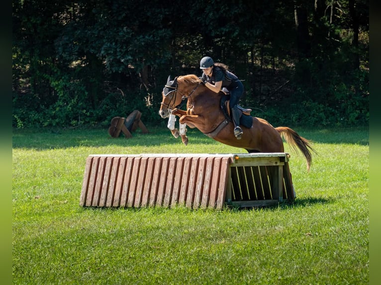 American Quarter Horse Gelding 14 years 15,2 hh Chestnut in Cranston RI