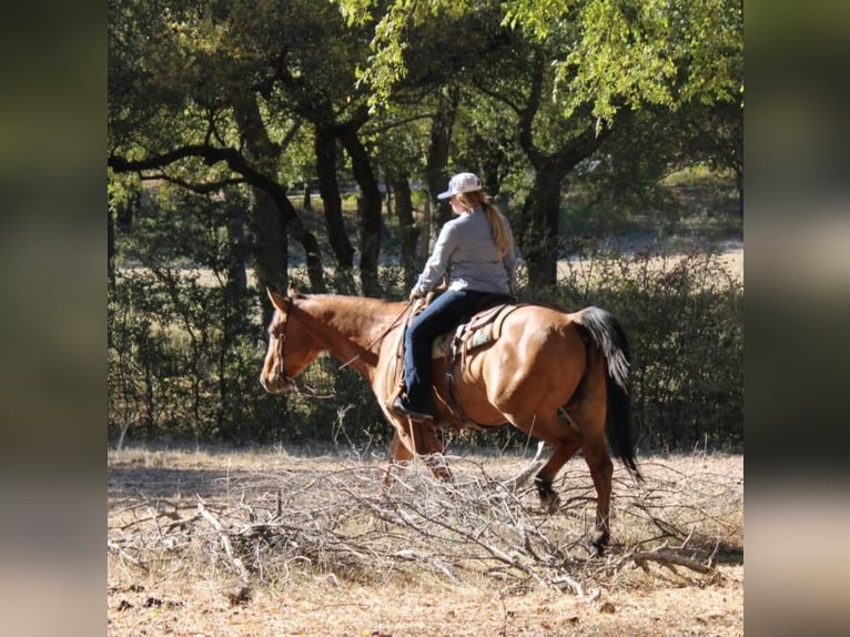 American Quarter Horse Gelding 14 years 15,2 hh Dun in Pilot Point, TX