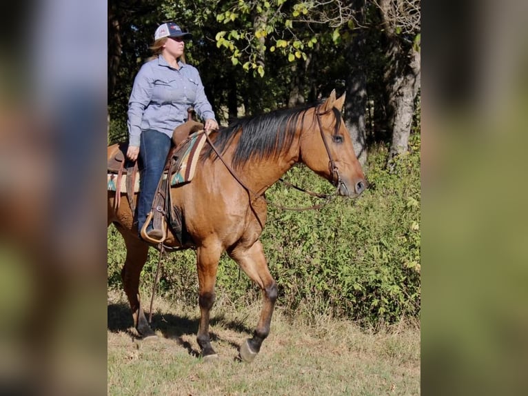 American Quarter Horse Gelding 14 years 15,2 hh Dun in Pilot Point, TX