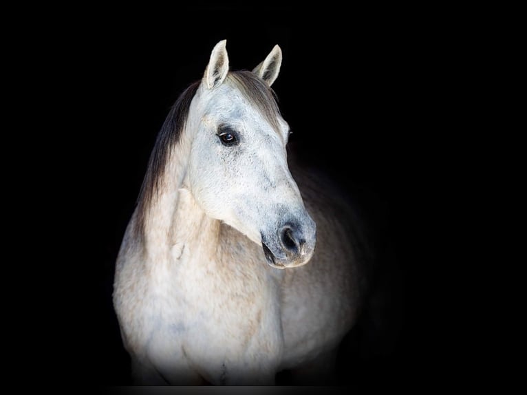 American Quarter Horse Gelding 14 years 15,2 hh Gray in Weatherford TX