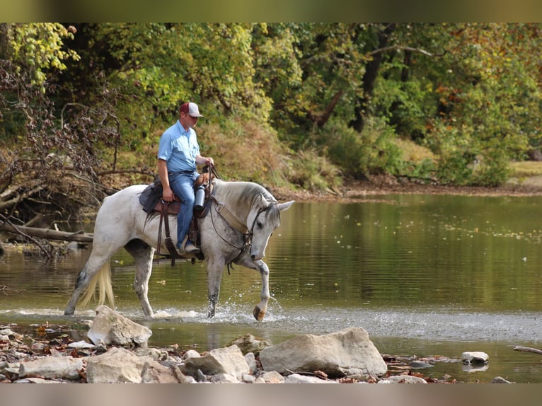 American Quarter Horse Gelding 14 years 15,2 hh Gray in Hardinsburg IN