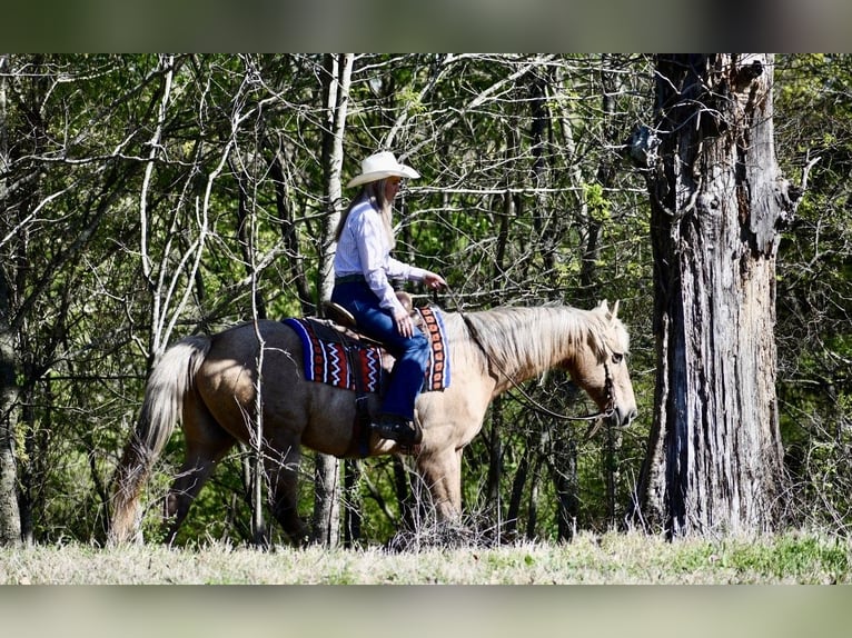 American Quarter Horse Gelding 14 years 15,2 hh Palomino in Quitman, AR