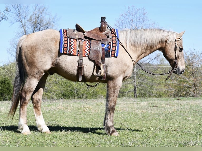 American Quarter Horse Gelding 14 years 15,2 hh Palomino in Quitman, AR