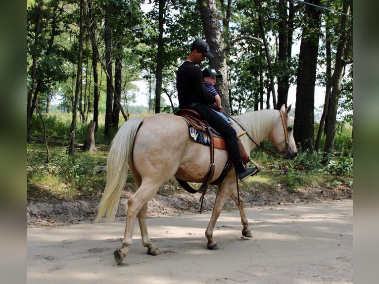 American Quarter Horse Gelding 14 years 15,2 hh Palomino in Allentown, NJ