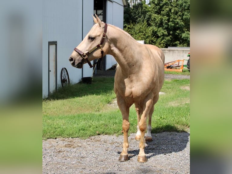 American Quarter Horse Gelding 14 years 15,2 hh Palomino in Allentown, NJ