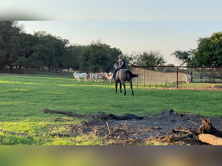 American Quarter Horse Gelding 14 years 15,2 hh Roan-Bay in Cleburne TX