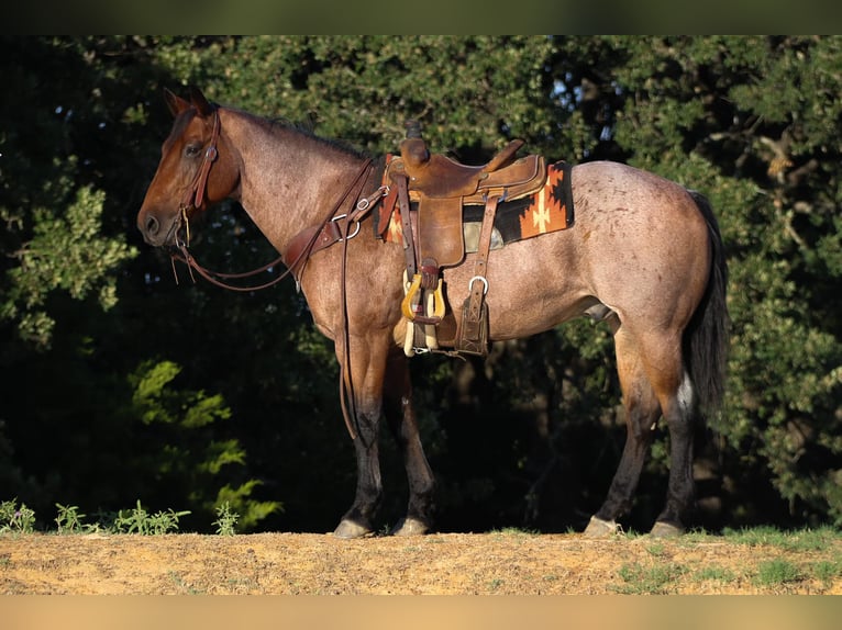 American Quarter Horse Gelding 14 years 15,2 hh Roan-Bay in Cleburne TX