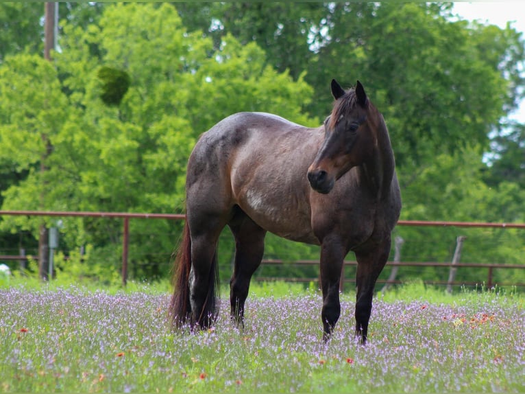 American Quarter Horse Gelding 14 years 15,2 hh Roan-Bay in Stephenville TX