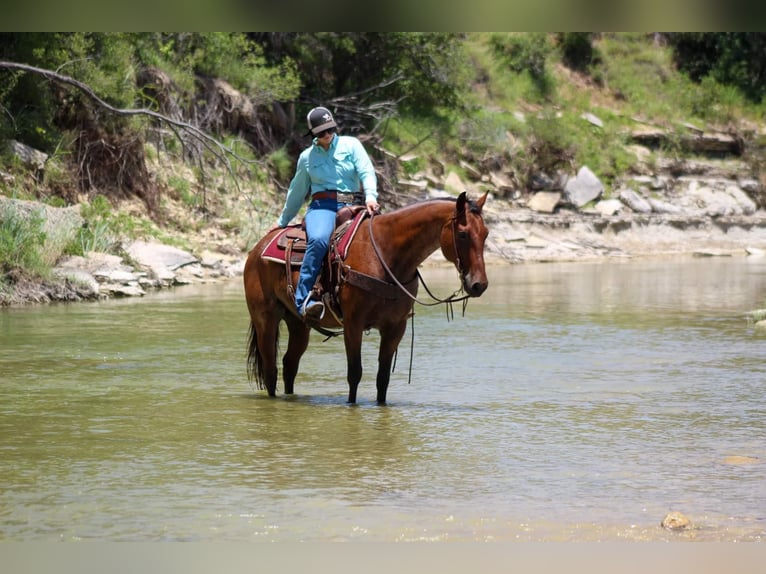 American Quarter Horse Gelding 14 years 15,2 hh Roan-Bay in Stephenville TX