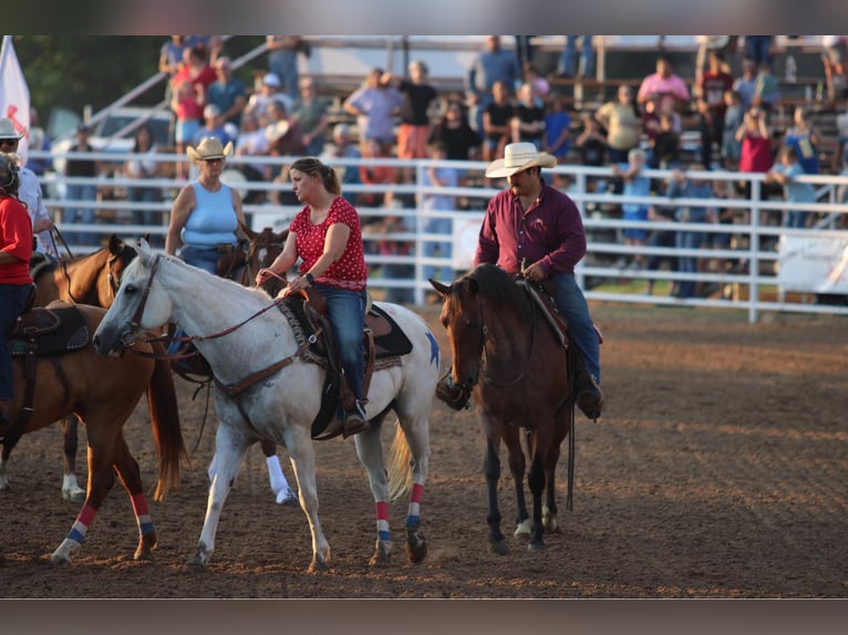 American Quarter Horse Gelding 14 years 15,2 hh Roan-Bay in Stephenville TX