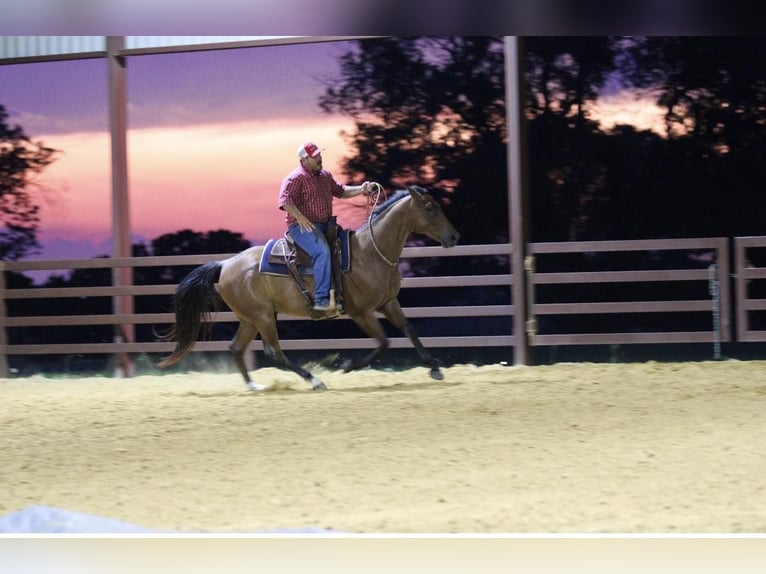 American Quarter Horse Gelding 14 years 15,2 hh Roan-Bay in Stephenville TX