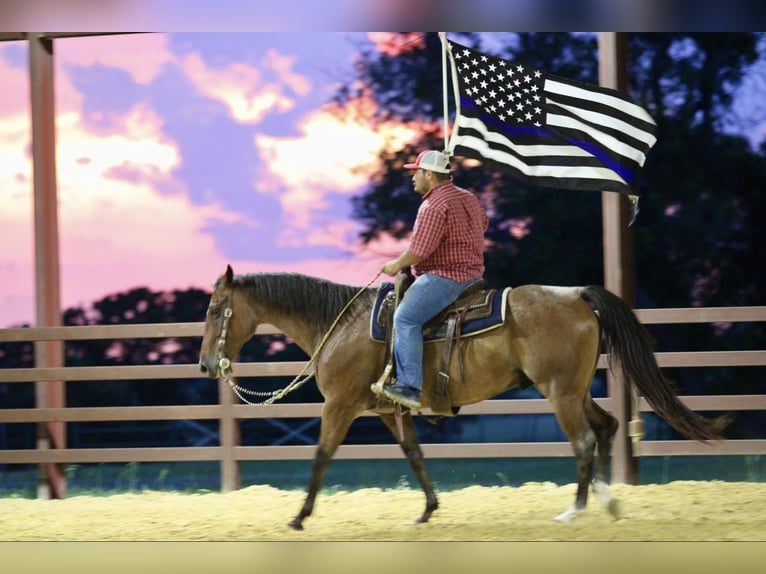 American Quarter Horse Gelding 14 years 15,2 hh Roan-Bay in Stephenville TX