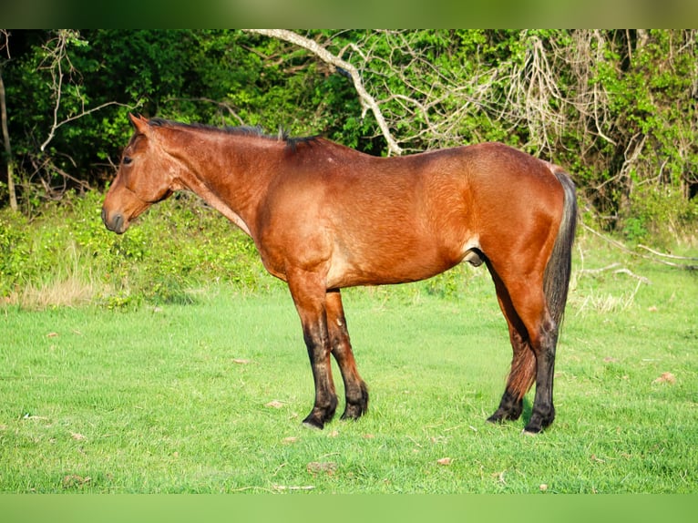American Quarter Horse Gelding 14 years 15.2 hh Roan-Bay in Poolville