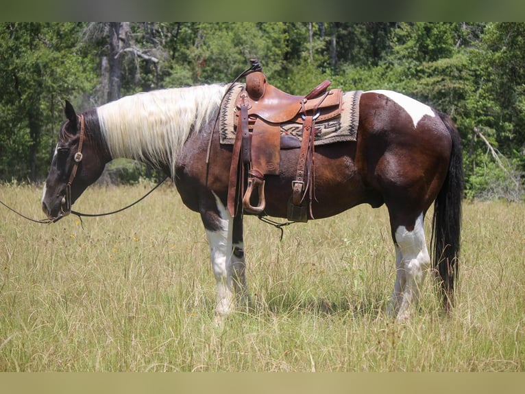 American Quarter Horse Gelding 14 years 15,2 hh Tobiano-all-colors in Rusk TX