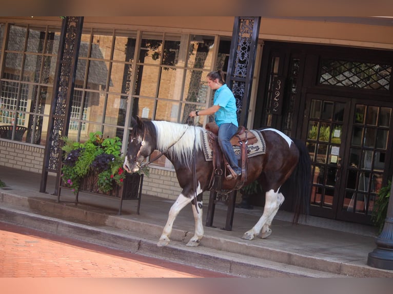 American Quarter Horse Gelding 14 years 15,2 hh Tobiano-all-colors in Rusk TX