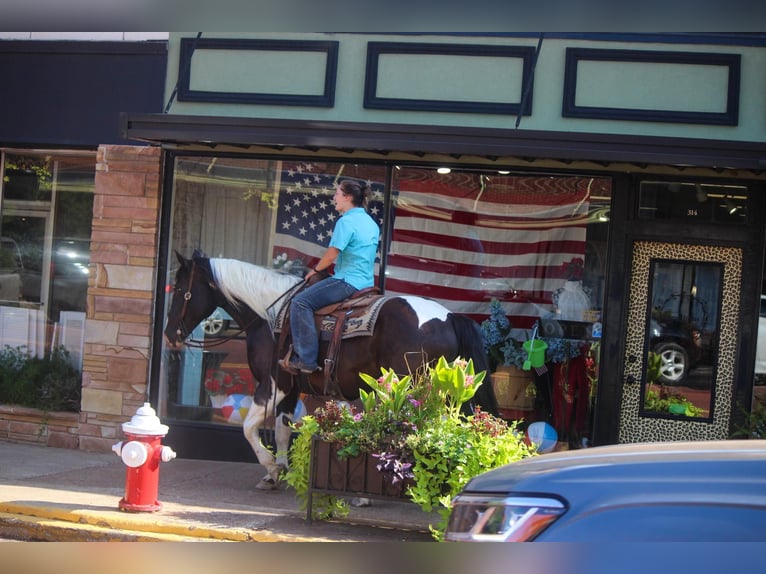 American Quarter Horse Gelding 14 years 15,2 hh Tobiano-all-colors in Rusk TX