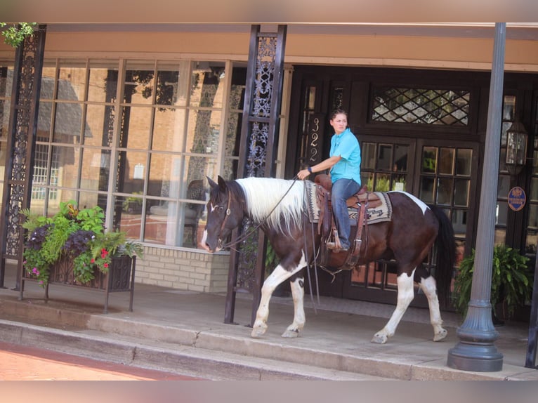 American Quarter Horse Gelding 14 years 15,2 hh Tobiano-all-colors in Rusk TX