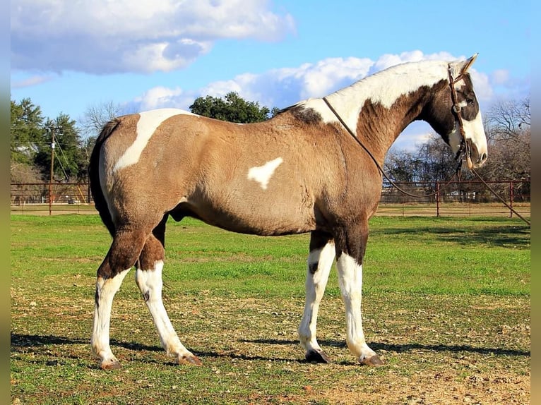 American Quarter Horse Gelding 14 years 15,2 hh Tobiano-all-colors in Weatherford TX