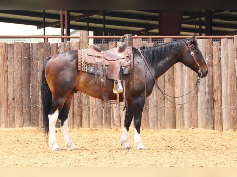 American Quarter Horse Gelding 14 years 15,3 hh Bay in Joshua TX